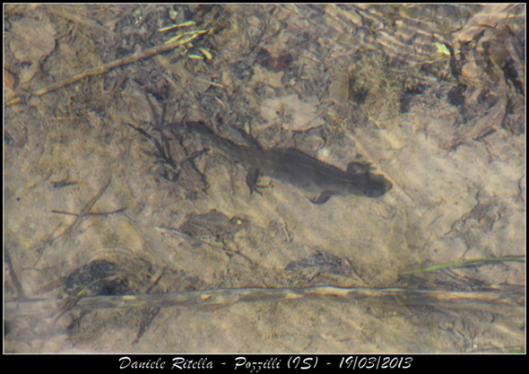 Triturus carnifex? Maschi o femmine? Sì, carnifex